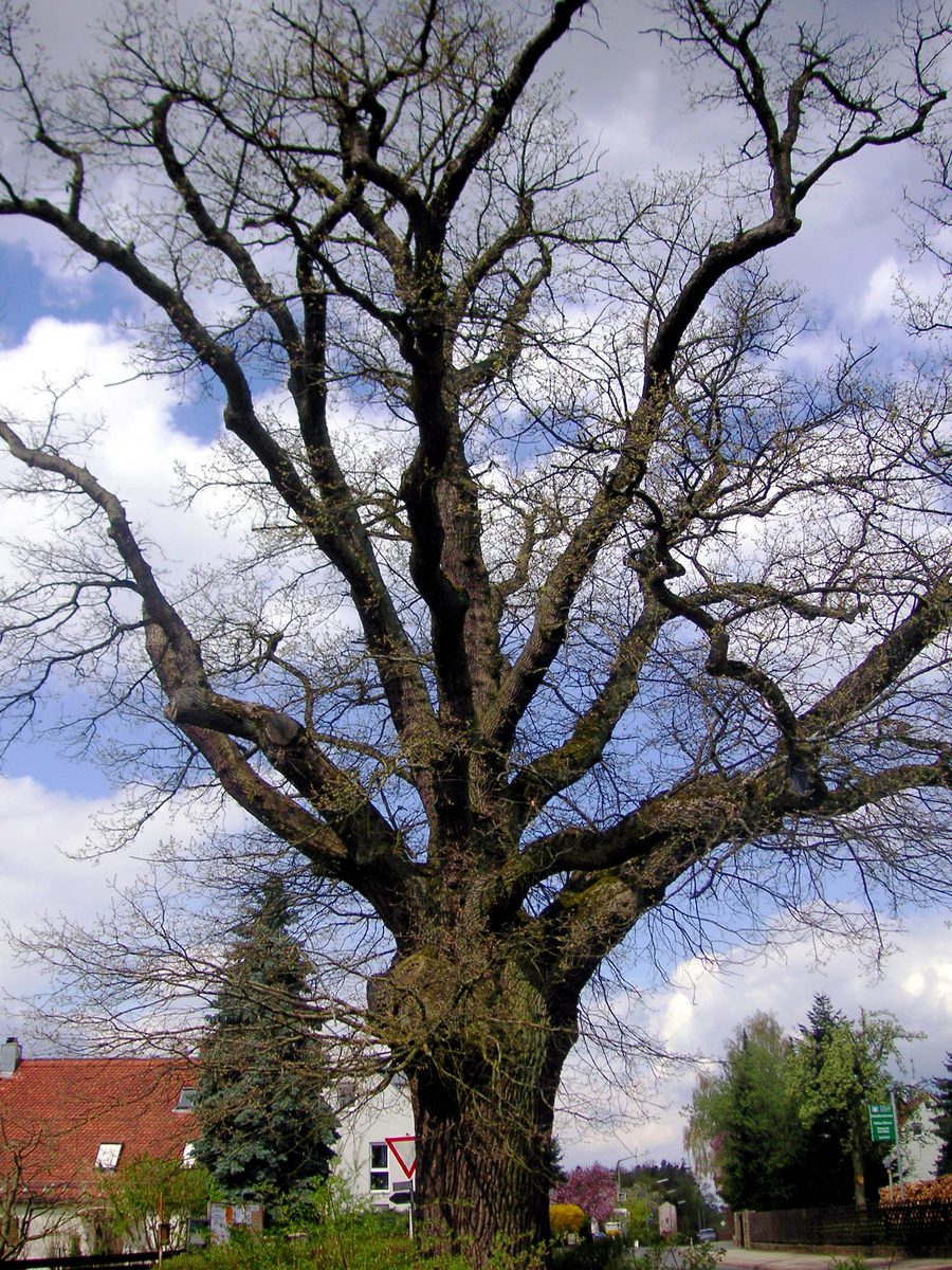 Alte Eiche in Puschendorf Ende April 2006