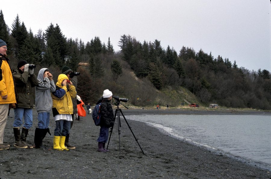 Studenti che osservano uccelli costieri al Kachemak Bay Shorebird Festival a Homer
