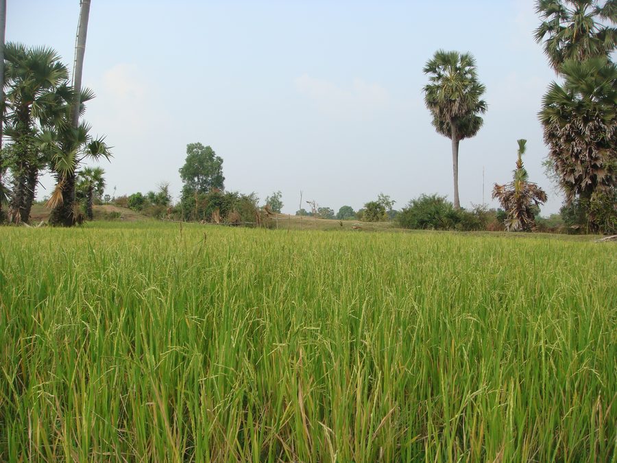 Campi di riso a Kampong Thom