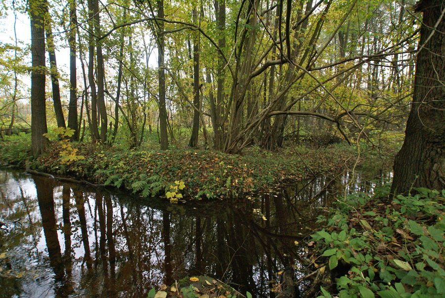 The Mühlenau (Alster) near the Wassermühlenweg in Tangstedt, Stormarn