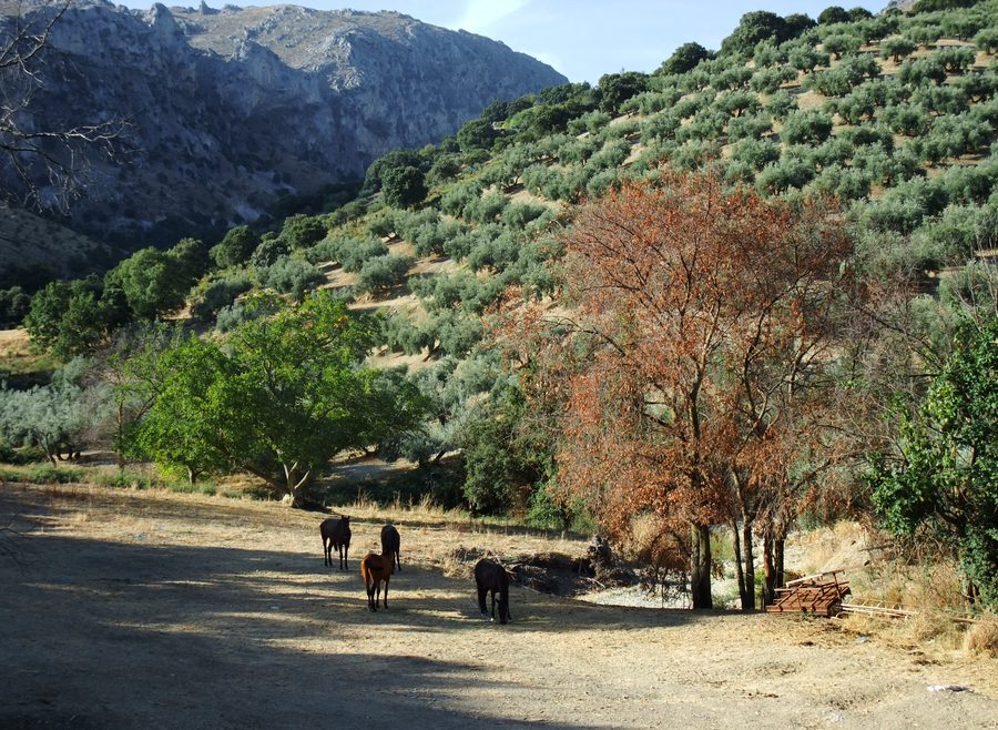 Landschaft in Andalusien südlich von Carcabuey mit Bergen und Olivenhainen