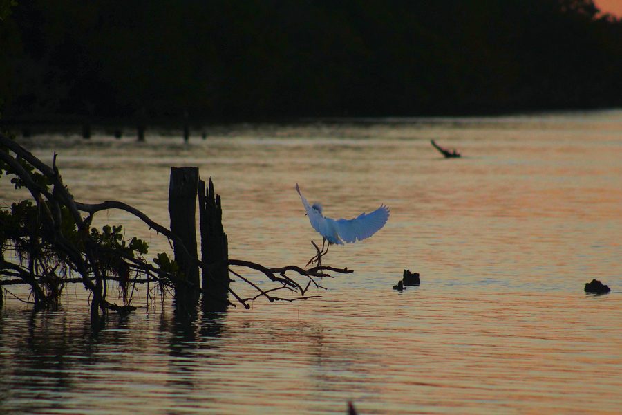 Garzetta in volo all’alba nella Florida Bay