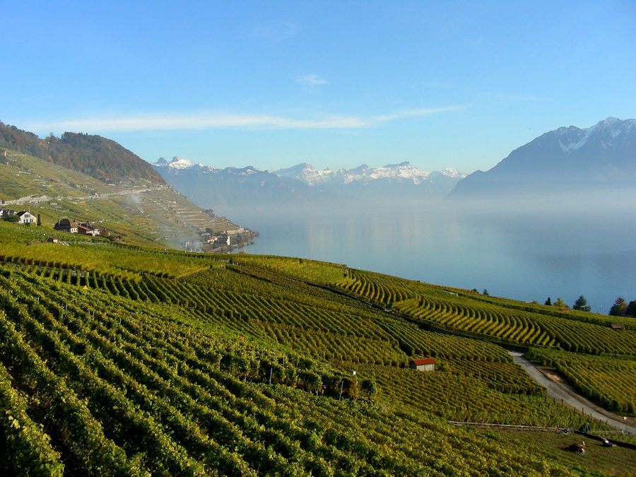 Vigneti del Lavaux presso Cully e Riex sopra il Lago Lemano, con le Alpi sullo sfondo.
