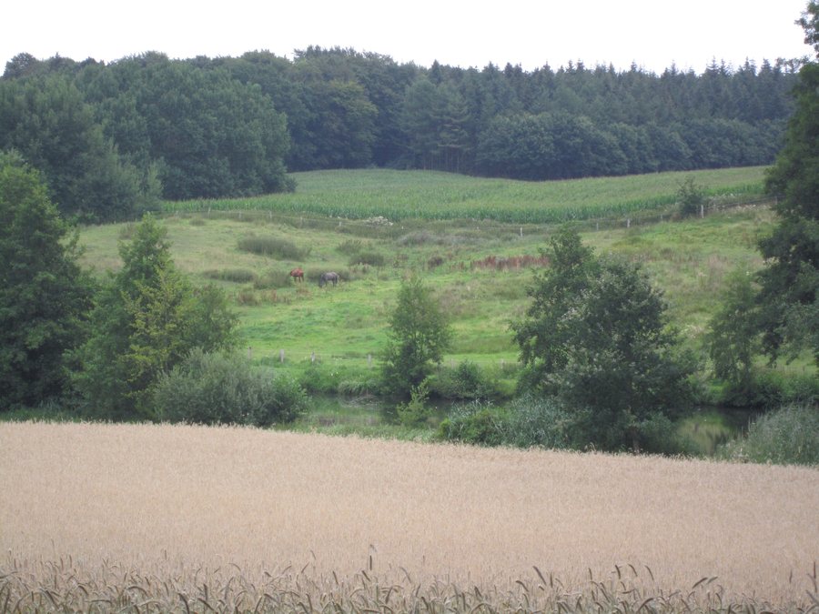 File:Wahlde Dammer Berge.jpg