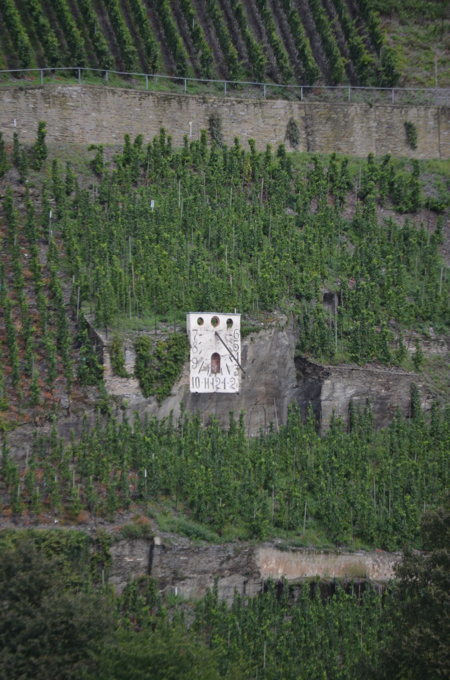 Wehlener Sonnenuhr in den Weinbergen an der Mosel