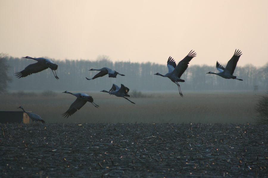 Kraniche beim Abflug von der Fütterungsfläche am Günzer See