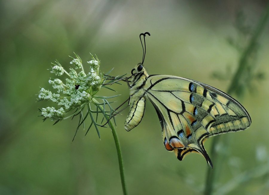 File:Papilio machaon, Le Collet-de-Dèze, Lozère, France (50198464362).jpg