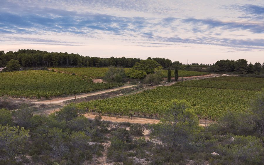 File:Landscape of vineyards, Castelnau-de-Guers cf02.jpg