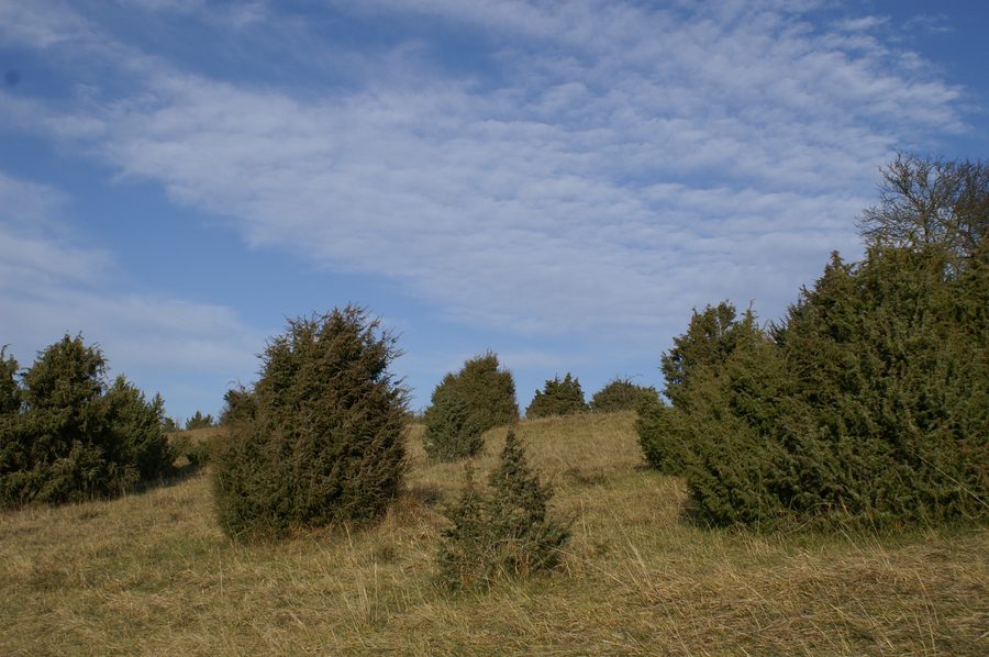 Wacholderheide im Naturschutzgebiet Mönchsteig bei Aichen