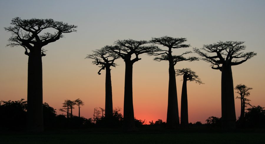 Avenue of the Baobabs near Morondava at sunset.