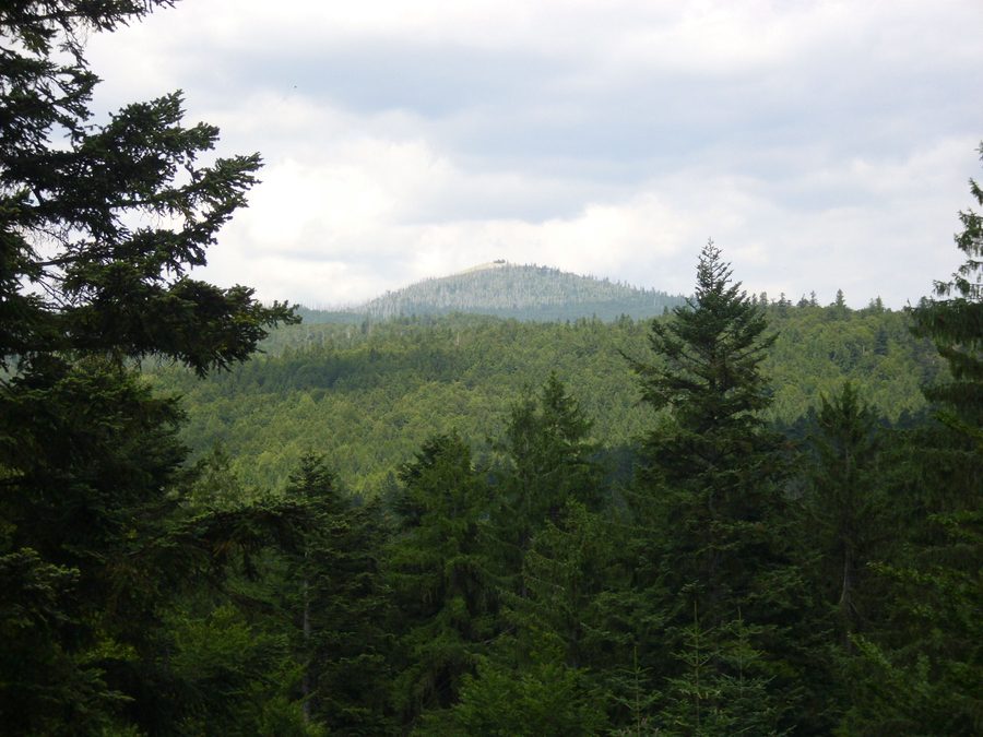 Baumwipfelpfad im Bayerischen Wald führt durch den Wald
