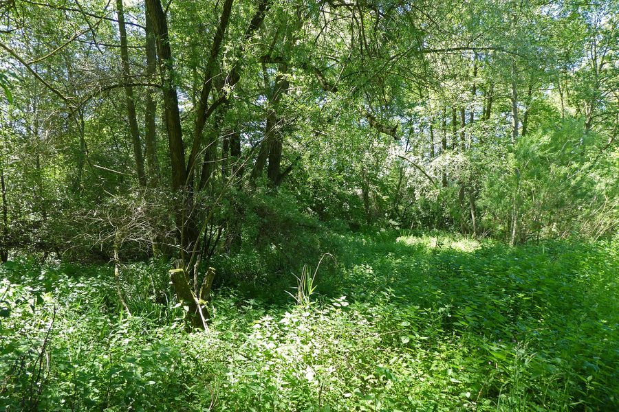 Feuchtgebiet im Gewann Im Heimbühl in Oberboihingen