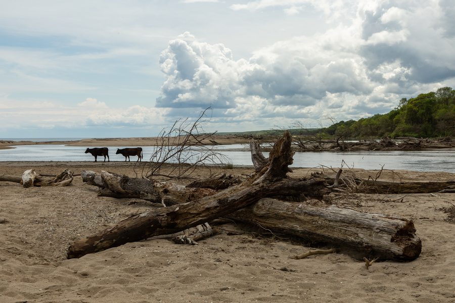 Paesaggio costiero nella zona delle foreste alluvionali di Iğneada con alberi abbattuti e mucche sulla riva di un corso d'acqua che conduce al Mar Nero
