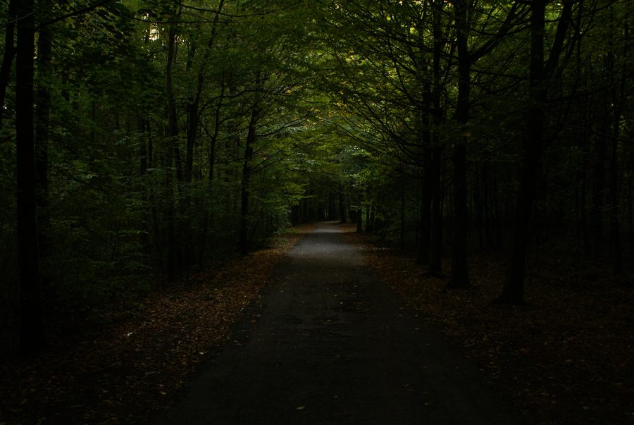Sentiero nel Parco Repecki a Tarnowskie Góry