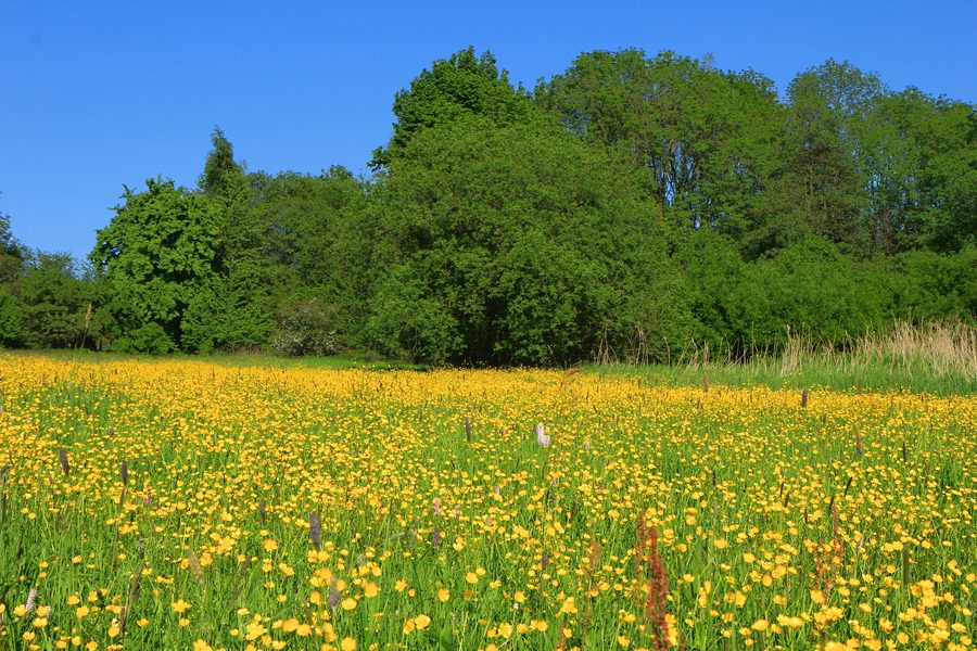 Landschaft im Naturschutzgebiet Babinské louky bei Malečov
