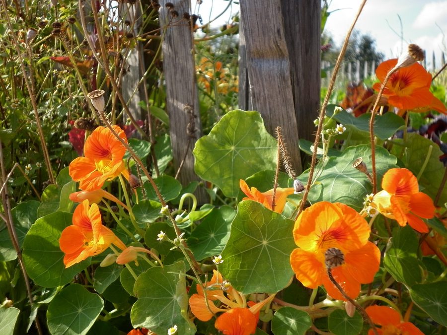 Zierpflanzen als Eingrenzung des Nutzgartens im Arboretum Ellerhoop-Thiensen