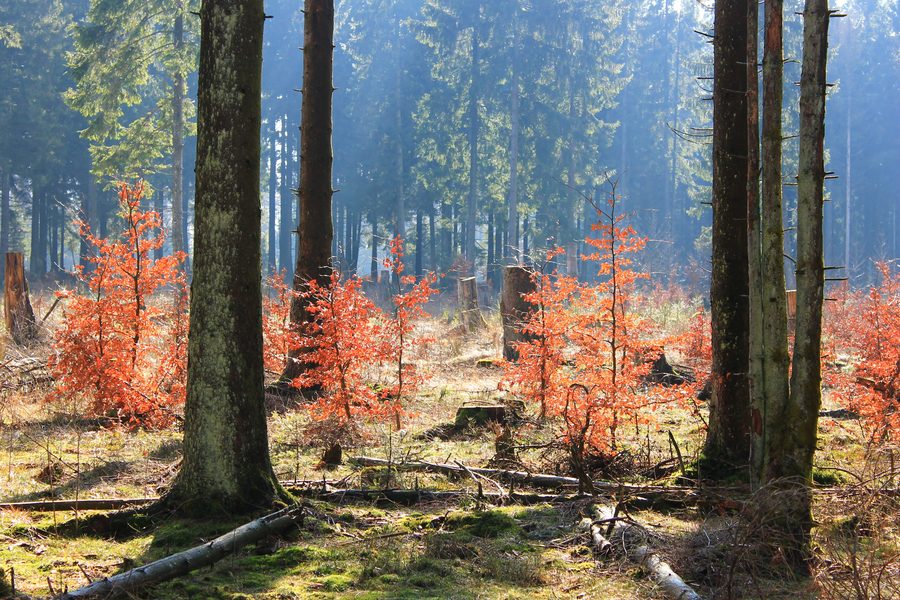 Junge Buchen im Herbstlaub nahe dem Sandkopf im Nationalpark Hunsrück-Hochwald