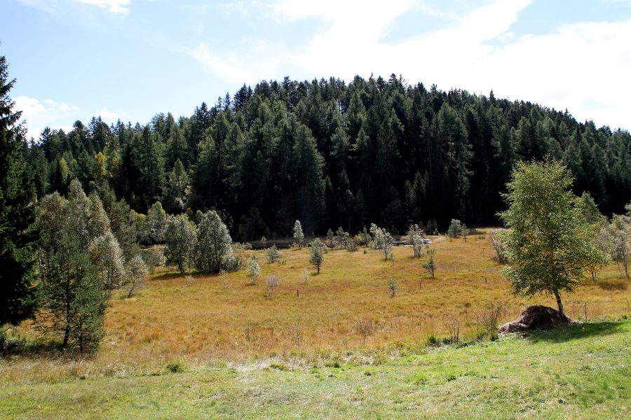 Biotop Langes Moos bei Altrei mit Verlandungsgebiet