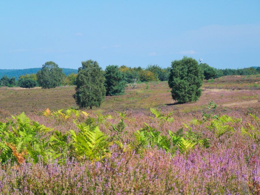 Blühende Landschaft in der Mehlinger Heide in Rheinland-Pfalz