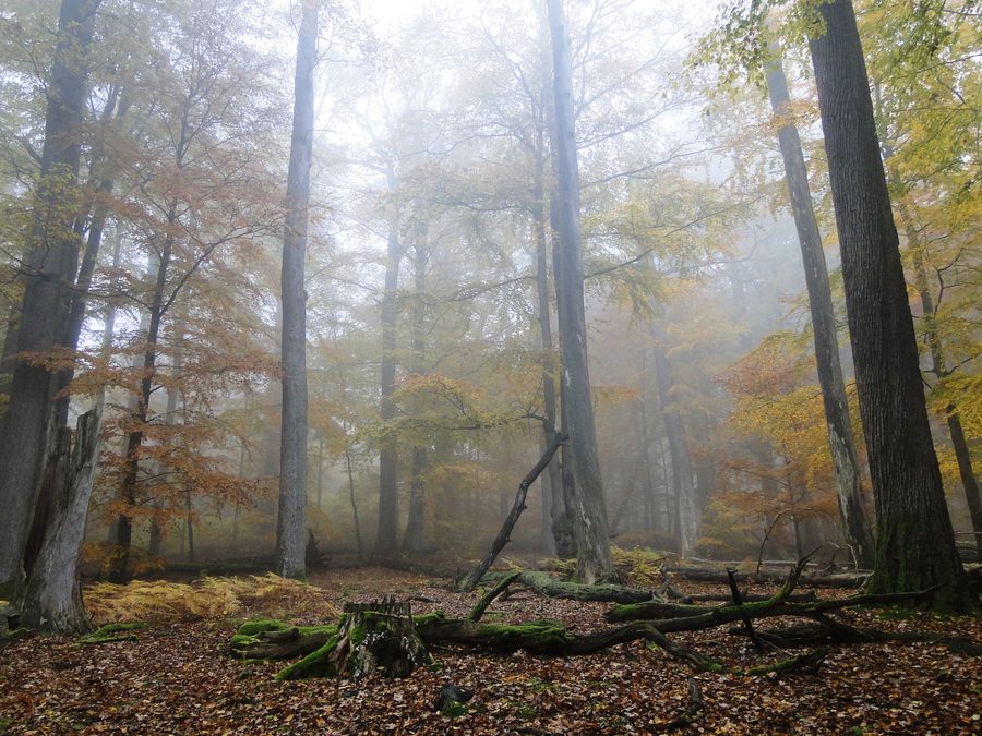 Nebel zwischen alten Buchen und Eichen im Spessart bei Rohrbrunn