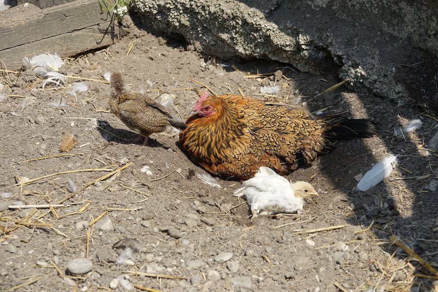 File:Poule et ses poussins (Rhinau).jpg