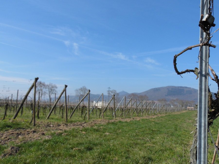File:Châtenois, France - panoramio (2).jpg