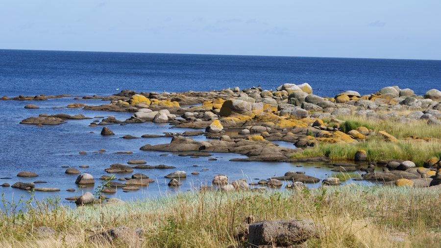 Moosbewachsene Felsen an der Küste bei Svaneke auf Bornholm