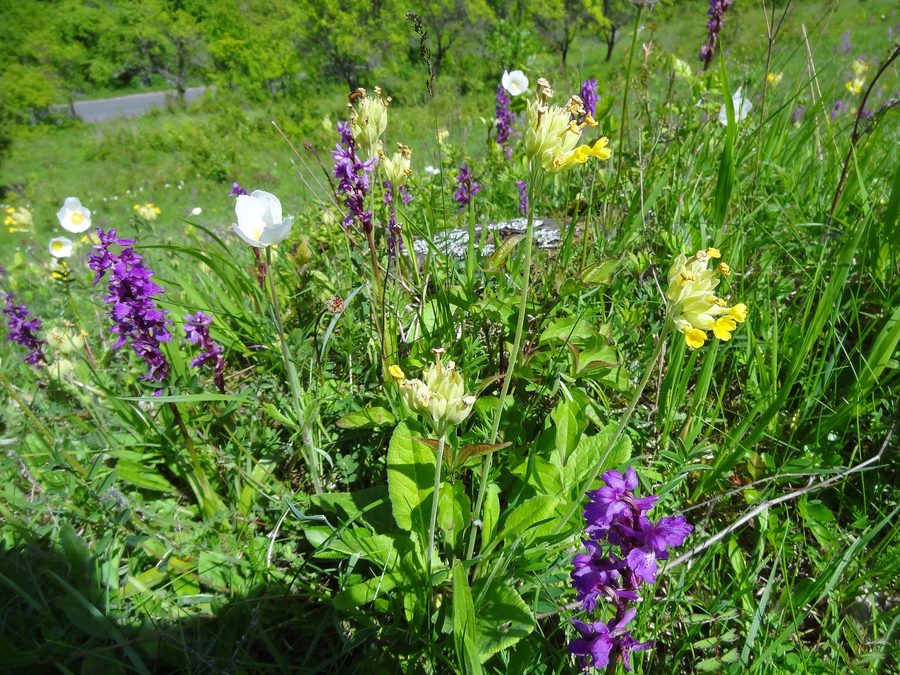 Blühende Pflanzen im Naturschutzgebiet Dünsberg bei Oberelsbach
