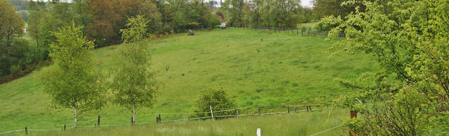 Prato magro nella riserva naturale Magerwiese presso Hohenhain
