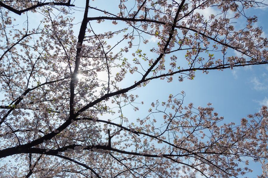 Parco Ueno a Tokyo