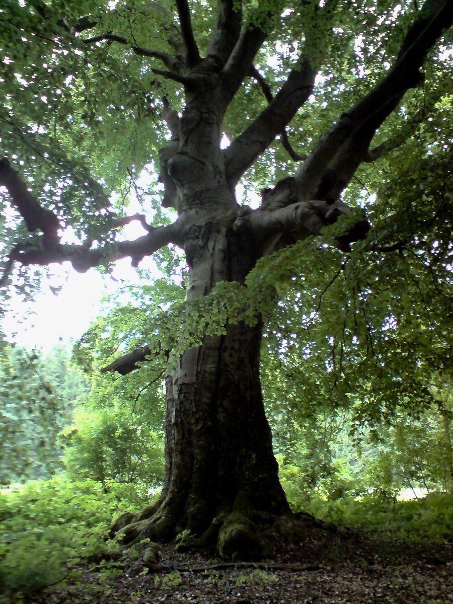 Chlaň's beech outside Horní Radouň in the Jindřichův Hradec district