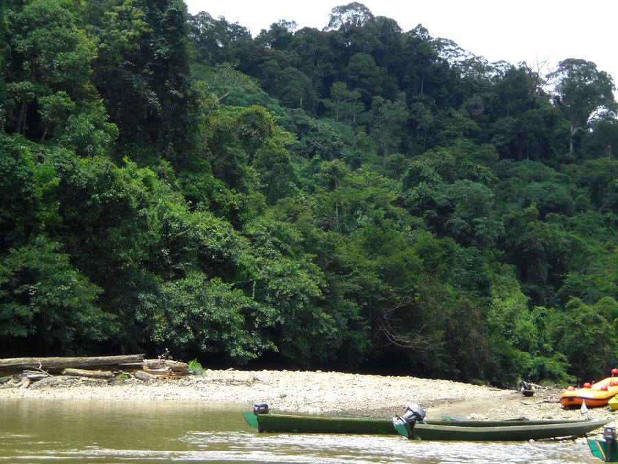 Paesaggio forestale e fluviale in Brunei