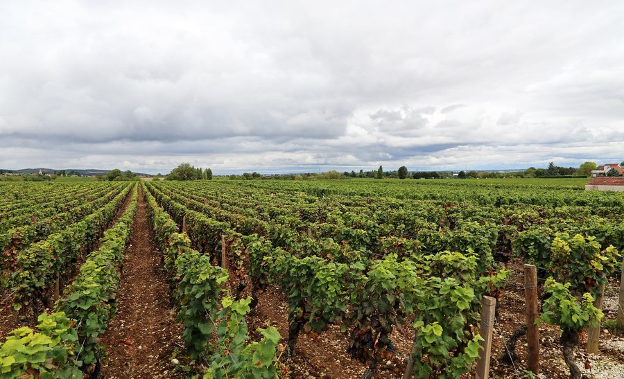 File:Fixin Vignobles R01.jpg