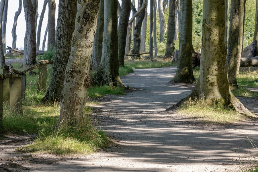 Foresta degli spiriti a Nienhagen sulla costa del Mar Baltico