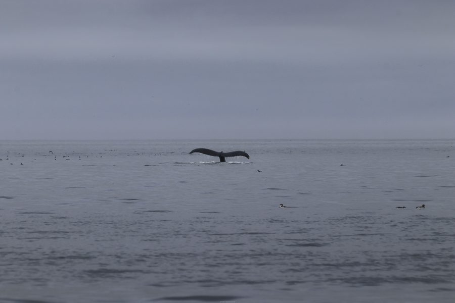 A humpback whale off the coast of Telegraph Cove.