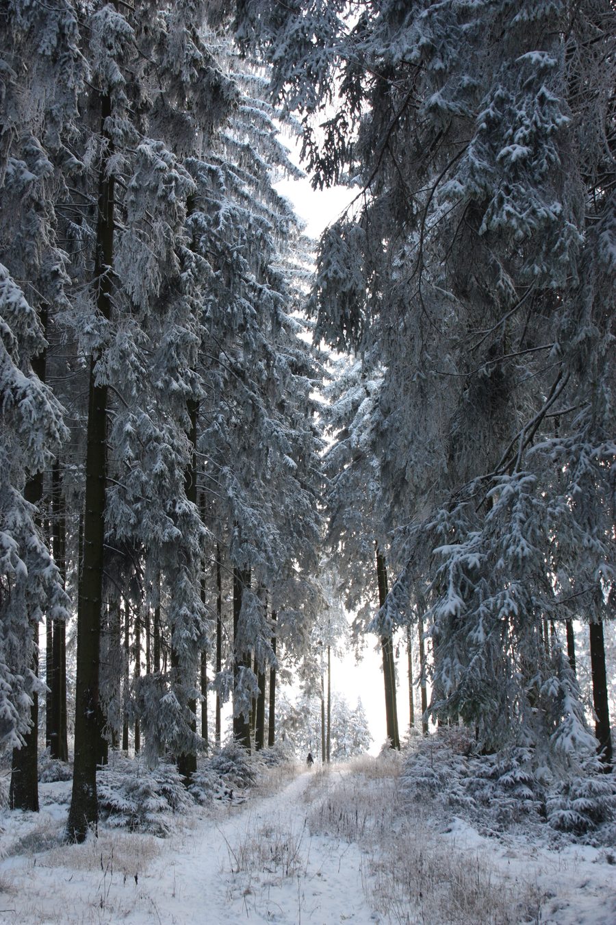 Paesaggio innevato nel Sauerland presso Meschede