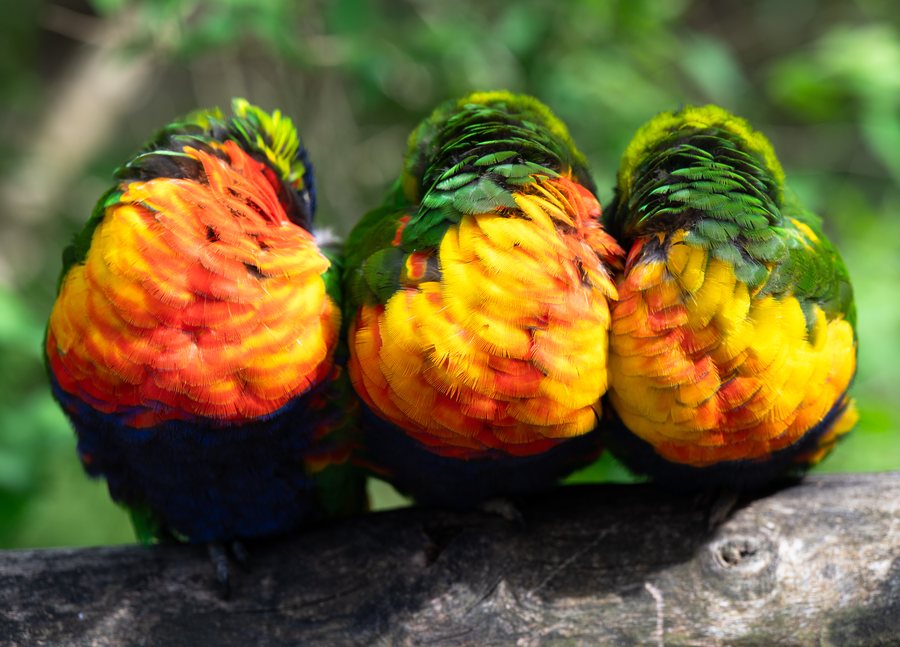 File:Allfarblori-Vogelpark-Marlow-2025-01.jpg