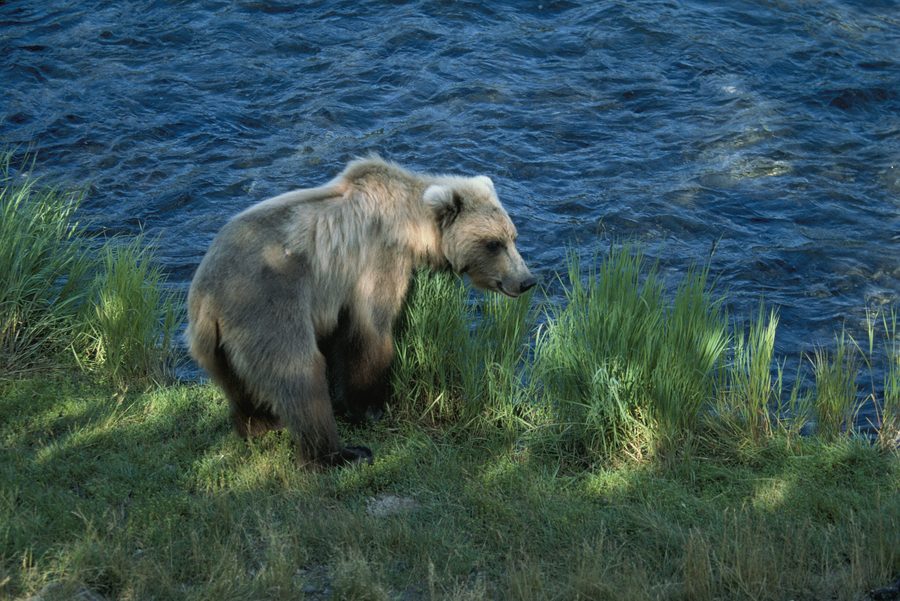 Braunbär am Brooks River bei Brooks Falls im Katmai National Park
