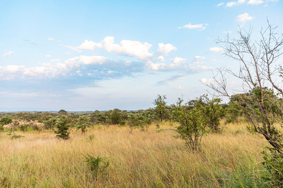 Paesaggio nel Kruger National Park