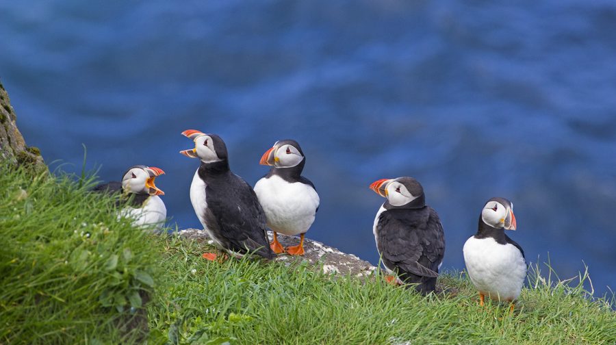 Pulcinella di mare nelle Isole Faroe