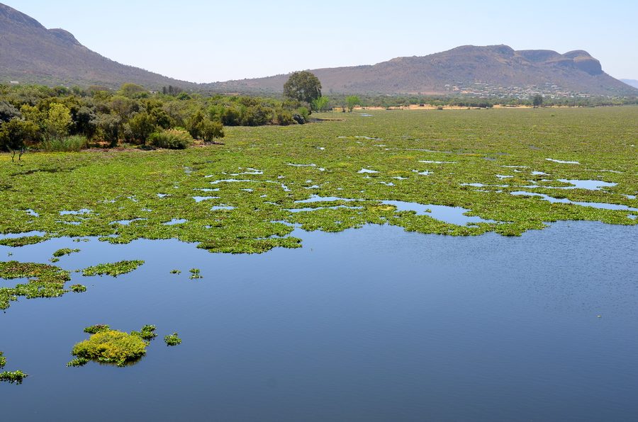 Hartbeespoort-Stausee in der Provinz Nordwest mit Wasserhyazinthen