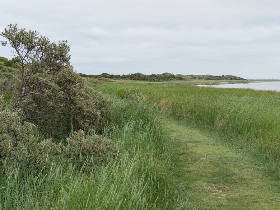 Area naturale e di protezione degli uccelli Het Oerd a est di Ameland