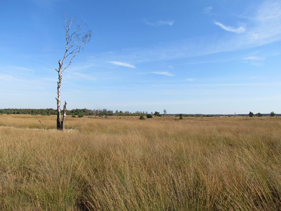 Paesaggio della Strabrechtse Heide