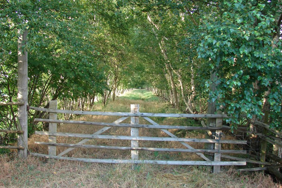 File:Der alte Moorstieg.jpg