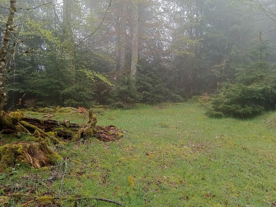 File:Forêt @ Sainte-Marie-aux-Mines Wisembach 01.jpg