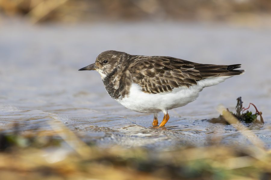 File:Ruddy turnstone Saint-Jean-de-Monts 04.jpg