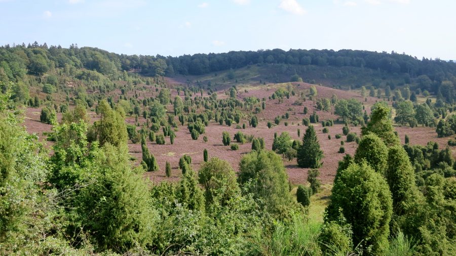 Vista sull'Heidetal Todtengrund presso Wilsede