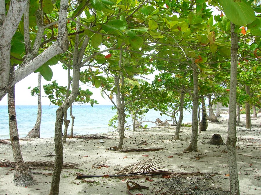 Spiaggia sull'isola di Utila in Honduras