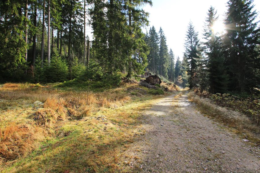 sentiero escursionistico Kammweg vicino a Wildenthal a Eibenstock