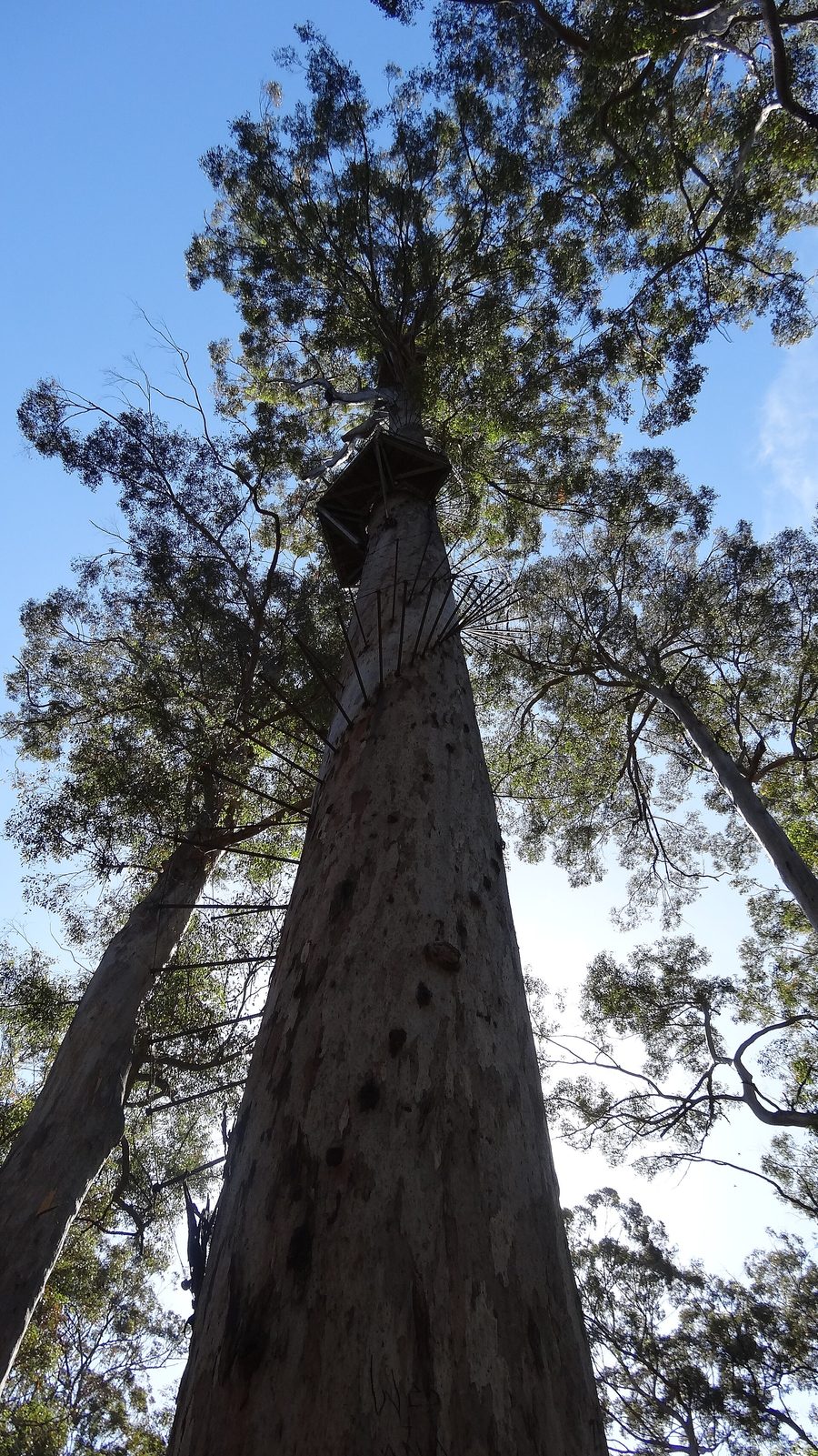 Der Gloucester Tree im Gloucester-Nationalpark bei Pemberton